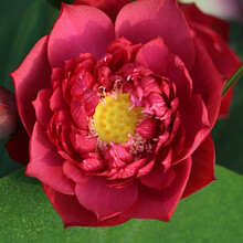 【虹越】2021荷花新品 碗莲中型/中小型种藕  多年生水生植物阳台花卉 心血 中型