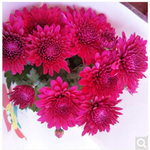 醉花春  菊花苗秋菊多头菊女王菊波斯菊荷兰菊雏菊菊花盆栽带花发货不含盆  红色荷兰菊带花