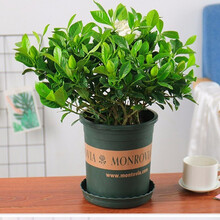 栀子花盆栽阳台栀子花大花浓香苗观花植物庭院花卉盆栽花绿植大叶栀子盆栽苗独杆栀子花茉莉花带花苞 栀子花(不含盆) 4年不含盆