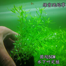 淡水鱼缸活体懒人造景装饰水草入缸成景前中后水草合集水下叶坨草 绿宫廷5CM圆坨(建议CO2) 养殖中