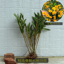 石斛小苗铁皮石斛金钗鼓槌球花天宫报春麝香玫瑰花卉绿植盆栽 叠鞘 精选10苗 裸根不带土