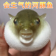 河豚观赏鱼水族宠物汽泡鱼弓斑潜水艇斑马狗头热带淡水活体鱼 青弓斑7-8cm1条 （送1备损共2条）