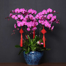 【送货上门】蝴蝶兰盆栽真花兰花开业乔迁贺寿礼品送室内送长辈盆栽绿植观花植物高档礼物名贵花卉两小时达 高档蝴蝶兰10株紫色