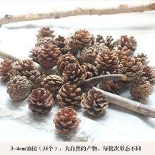 松果装饰带籽干莲蓬干花幼儿园干树枝森系手工材料包松塔T 3-4cm油松35个 干树枝