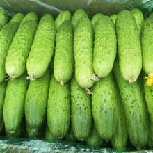 寿禾 爬满地黄瓜种子地爬可不搭架蔬菜菜籽春季种籽种孑黄瓜苗家庭阳台种子苗 爬满地黄瓜种子1000粒（200粒x5包）