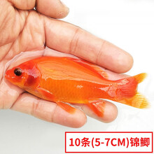 哈吉熊活体观赏赛级锦鲤鱼苗草金鱼红草鲫鱼苗冷水鱼淡水鱼 10条(5-7CM)锦鲫