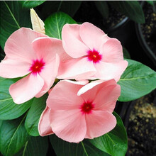 长春花盆栽带花苞带花日日春花苗室外庭院阳台花卉花开不断耐热花 浅粉色一盆 不含盆
