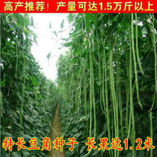 梦里丹特长绿先锋豇豆种子绿条长豆角种子四季豆春秋播高产四季蔬菜种籽 特长豆角种子50克装【庭院菜园种