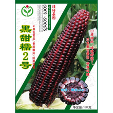 草莓玉米种子大全甜玉米种孑四季黑糯白水果玉米种籽春季牛奶甜糯 黑甜糯2号原装100克(又甜又糯)