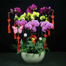 【送货上门】蝴蝶兰盆栽真花兰花开业乔迁贺寿礼品送室内送长辈盆栽绿植观花植物高档礼物名贵花卉两小时达 高档蝴蝶兰10株彩色
