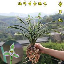 艾莹兰花 绿云梅 矮种浓香兰花苗花卉盆栽冬带花苞室内阳台绿植物 帝王妃3苗连体裸根