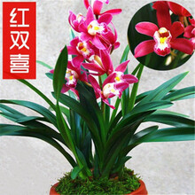 四季开花 香格格 香贵妃  开花非常香 当年开花 满屋飘香室内兰花 红双喜3苗连体 裸根不带土