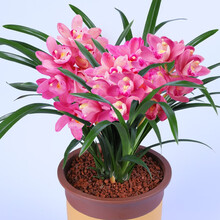 高宅兰花矮种浓香型兰花苗【香妃】四季兰建兰花盆栽室内花卉绿植好养黄金美人小美人四季峨眉神童爪 香妃6苗