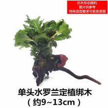 鱼缸活体水草真草造景沉木套餐趴地矮珍珠增氧植物活莫斯懒人水榕 单头水罗兰