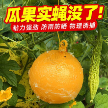 空消 诱球沾虫球瓜果实蝇球 捕杀桔小实蝇针蜂沾马蜂诱蝇球瓜果实蝇粘虫球捕柑橘针蜂沾马蜂灭贴粘果蝇球 5个