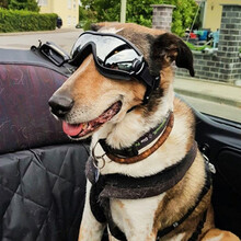 宝贝故事 狗狗眼镜 防水大狗眼镜外出宠物眼镜狗狗装饰品宠物护目镜 黑色 均码（大型犬）