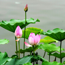 萌肉居 四季水养莲子种子 荷花种子 睡莲花卉盆栽观花水培植物种子根块室内花阳台 荷花莲子种子混色0.5kg