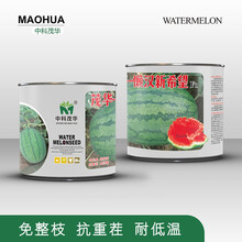 中科茂华可甜可美龙卷风西瓜种子抗重茬红天龙地龙如意瓜王超甜中华蜜宝免整枝打叉懒汉西瓜种籽四季阳台盆栽 懒汉新希望100克/盒【耐低温】【约1600粒】