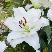 香水百合种球带芽盆栽花苗带花苞重瓣进口浓香型四季花卉植物耐寒 白色百合种球四颗+加仑盆+土+肥料