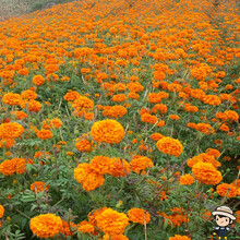 一播大地 草花种子波斯菊种子矮杆格桑花种子野花组合种子百日草太阳花薰衣草鲁冰花种子易播种花卉种子 高纯万寿菊种子500克