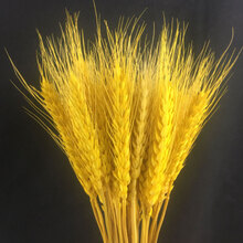 麦穗干花花束开业大麦田园装饰礼品拍摄道具稻穗干花真花家居卧室客厅家装软饰 黄色麦穗50支（60厘米高左右）