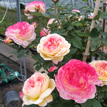 爬藤月季花大花苗花卉月季欧月藤本蔷薇苗开花不断阳台室内外盆栽地栽庭院爬藤植物玫瑰花苗 詹森 大苗80-110厘米