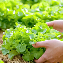 寿禾 四季生菜种子种仔紫叶奶油生菜家庭种植寿光蔬菜疏莱春秋季播种菜子易种罗马生菜籽庭院阳台植种籽菜仔 寿禾奶油生菜种子 10g原装