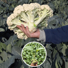 寿禾 青梗松花菜种子有机菜花花椰菜花菜苗家庭大田春季播种四季种植高产蔬菜菜籽种籽 松花菜苗 15棵