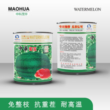 中科茂华可甜可美龙卷风西瓜种子抗重茬红天龙地龙如意瓜王超甜中华蜜宝免整枝打叉懒汉西瓜种籽四季阳台盆栽 中华蜜宝50克/盒【超低折扣】