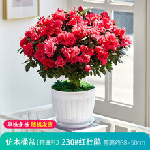 杜鹃花大盆栽带花阳台花卉盆栽植物室内好养观花植物 仿木桶特大盆[红色杜鹃花] 带盆栽好