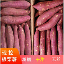 陕西临潼新鲜板栗红薯地瓜现挖现发干甜粉糯红薯2/5/10斤番薯 带箱9-10斤小薯 新鲜