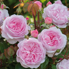 【买二送一】月季花苗当年开花爬藤特大花盆栽地载花苗庭院藤本植物欧月蔷薇玫瑰果汁阳台粉龙红龙 我的心【不爬藤】