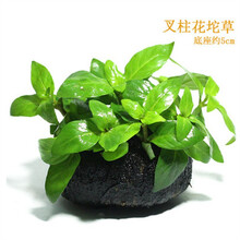水草鱼缸装饰前景后景水草绿菊金鱼藻蜈蚣草羽裂坨草水榕沉木造景懒人水草好养易活 叉柱花坨草