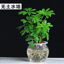 哼嘟（humdu）属虎旺财植物七叶莲盆栽室内吸甲幸运花卉防辐射 水培玻璃瓶+七叶莲 含盆