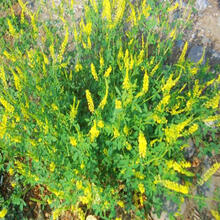 一播大地 墨西哥玉米草种子 进口黑麦草紫花苜蓿苏高丹高粱菊苣高丹草狼尾草 牧草种子四季多年生草籽 黄花苜蓿草木犀【养牛牧草】