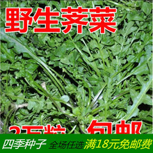 野荠菜种籽 春冬季耐寒野菜野生荠菜种子阳台专用四季播农家 荠菜500克