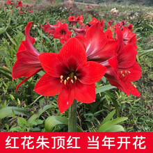 荷兰朱顶红种球大球室内外四季开花盆栽花卉观花绿植物 红花22-23cm【4粒】