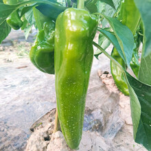 寿禾 牛角椒辣椒种子苗子羊角型大果尖椒 早熟四季盆栽阳台种菜超辣辣椒种苗寿光春季菜种籽菜籽 东北大汉牛角椒种子 50粒