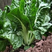 根达菜种子 四川牛皮菜种籽 重庆厚皮菜野菜叶甜菜蔬菜种子四季 20克原装约200粒(可持续采收)