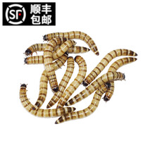 唐造活体大麦虫黄粉面包虫金银龙鱼食八哥画眉守宫蜥蜴蜘蛛宠物饲料 大麦虫一斤(5厘米)+麦麸镊子