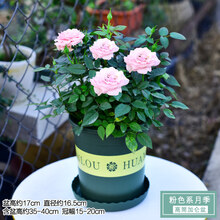 【雅之典】月季花苗 盆栽四季室内观花植物阳台客厅好养的花卉绿植 粉色系月季 带盆栽好(高筒加仑盆)