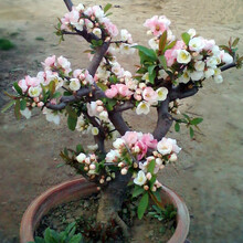 海棠花苗重瓣海棠盆景耐寒老桩盆栽海棠树苗庭院阳台室外内观花绿植花卉四季浓香开花植物 复色海棠 4年苗树桩盆景