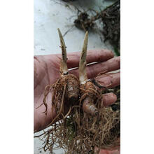 重楼种苗 名贵中药材 七叶一枝花苗 独脚莲种子籽 易成活 5年苗1颗【当年开花】