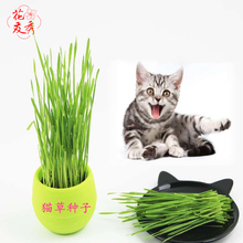 花友秀 猫草种子水培土培猫种子小麦种子猫零食猫咪宠物用品宠物猫草 猫草种子250克