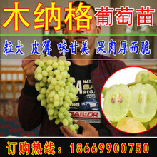 木纳格葡萄 商品搜索 京东