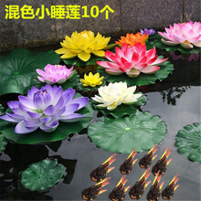 睡莲根块水培植物四季碗莲荷花苗带花苞水养花卉盆栽植物室内外花办公室盆栽桌面室内外植物盆栽趣味 混色10个