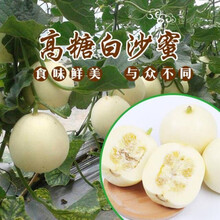 超甜绿宝石甜瓜种子冰翡翠甜瓜种籽甜瓜籽春季四季水果种籽 白沙蜜甜瓜种子【10克】