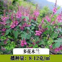 好客花乡灌木种子紫穗槐刺槐猪屎豆多花木兰银合欢公路绿化护坡固土草种籽 多花木兰/斤