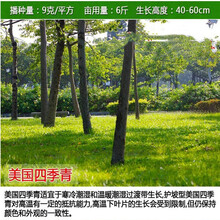 草坪种子 绿化草籽四季青草坪种子耐寒免修剪黑麦草庭院别墅草皮草籽狗牙根护坡绿化 美国四季青一斤【小区公园绿化】