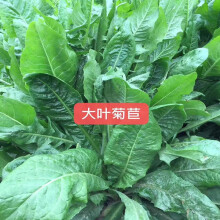 菊苣种子 商品搜索 京东